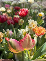 Tulips