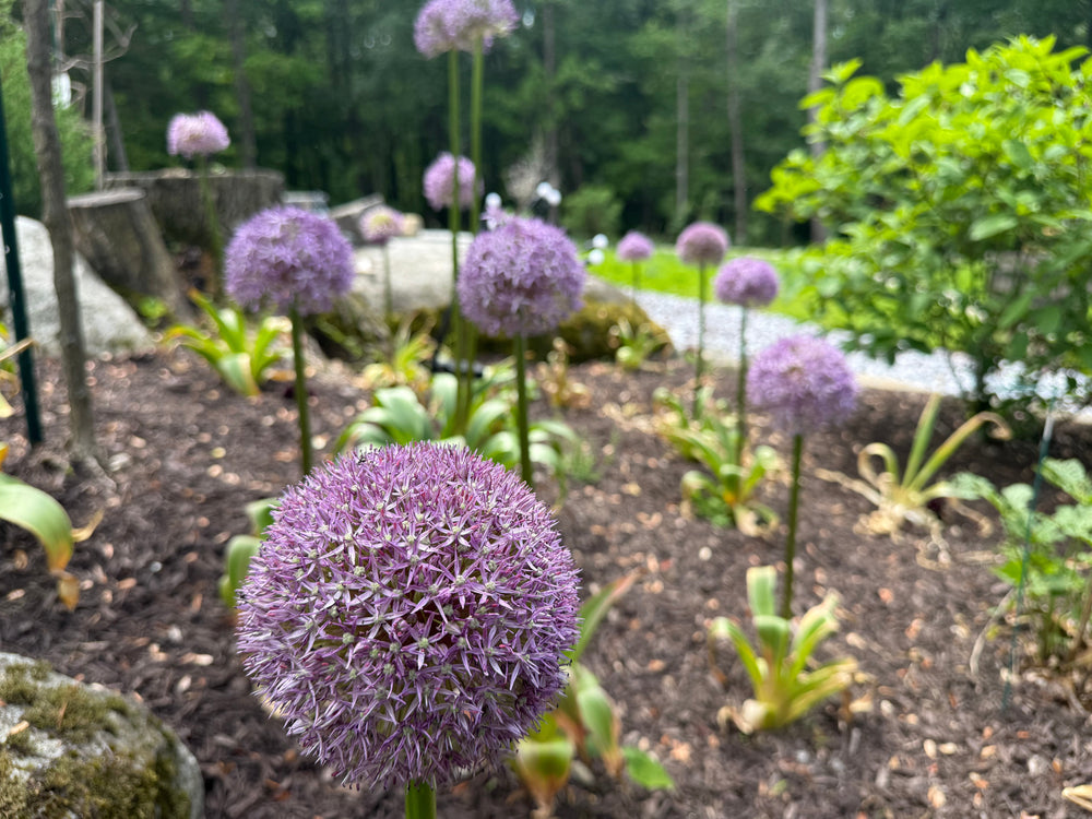 Alliums