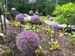 Alliums