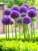 Alliums