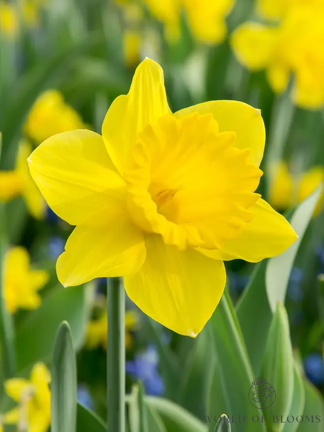 Daffodils