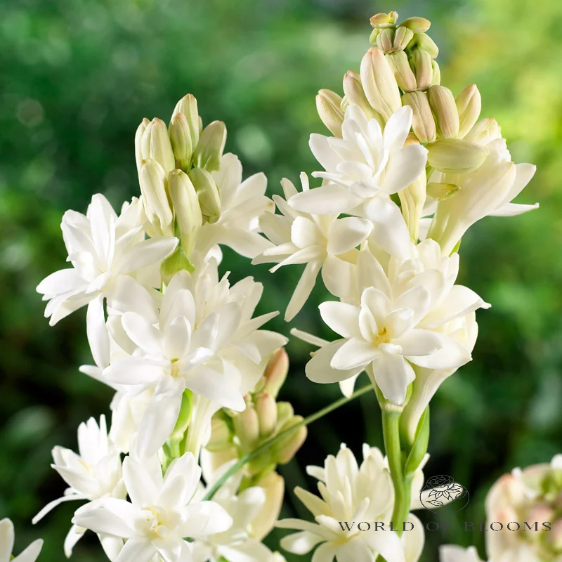 Tuberose