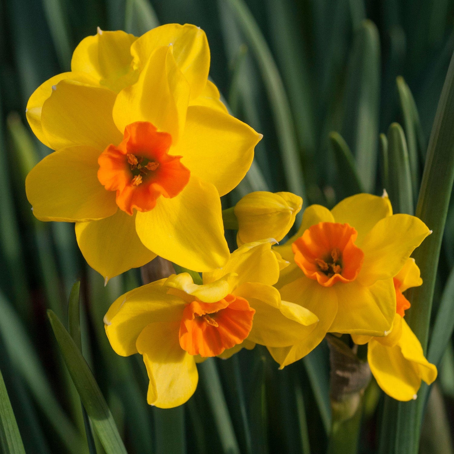 Daffodil 'Fortune'