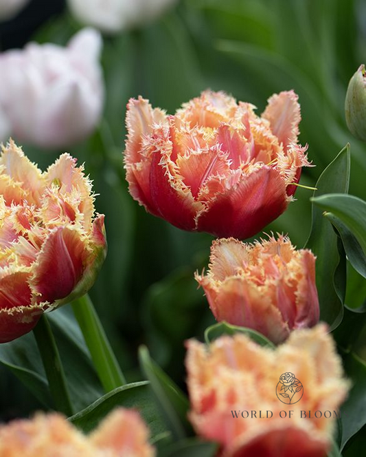 Tulip Fringed Double 'Brisbane'
