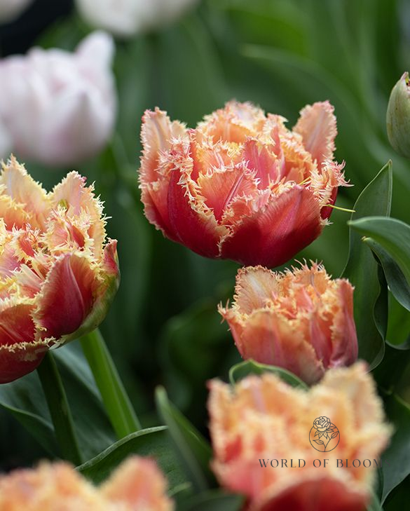 Tulip Fringed Double 'Brisbane'