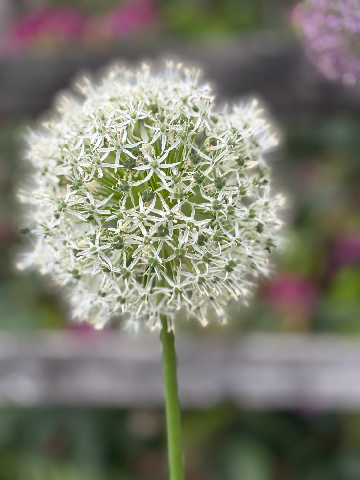 Giant 'Mount Everest' Allium