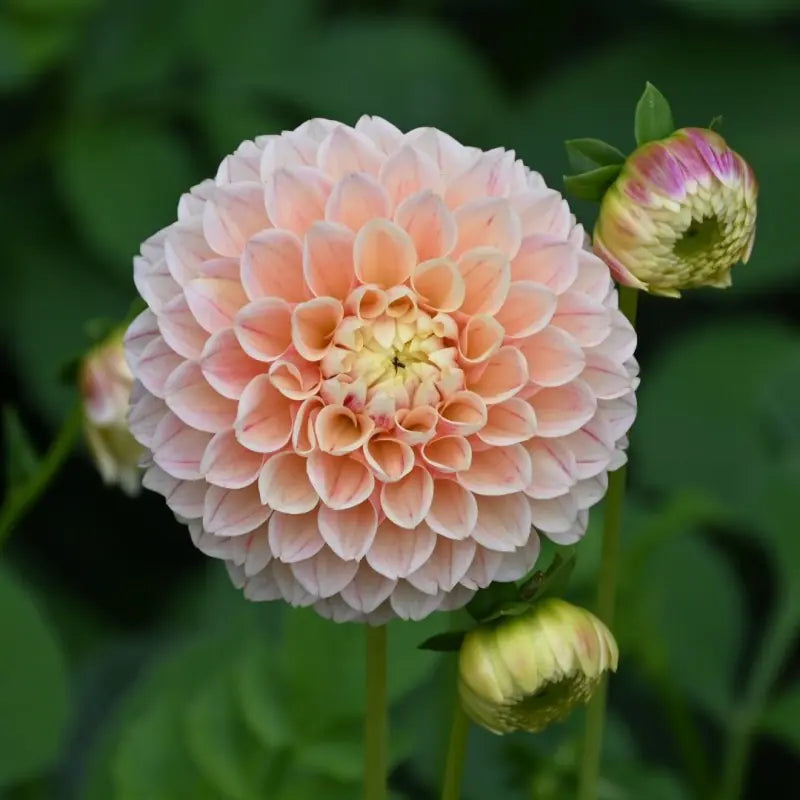 Dahlia Ball 'Sweet Suzanne'