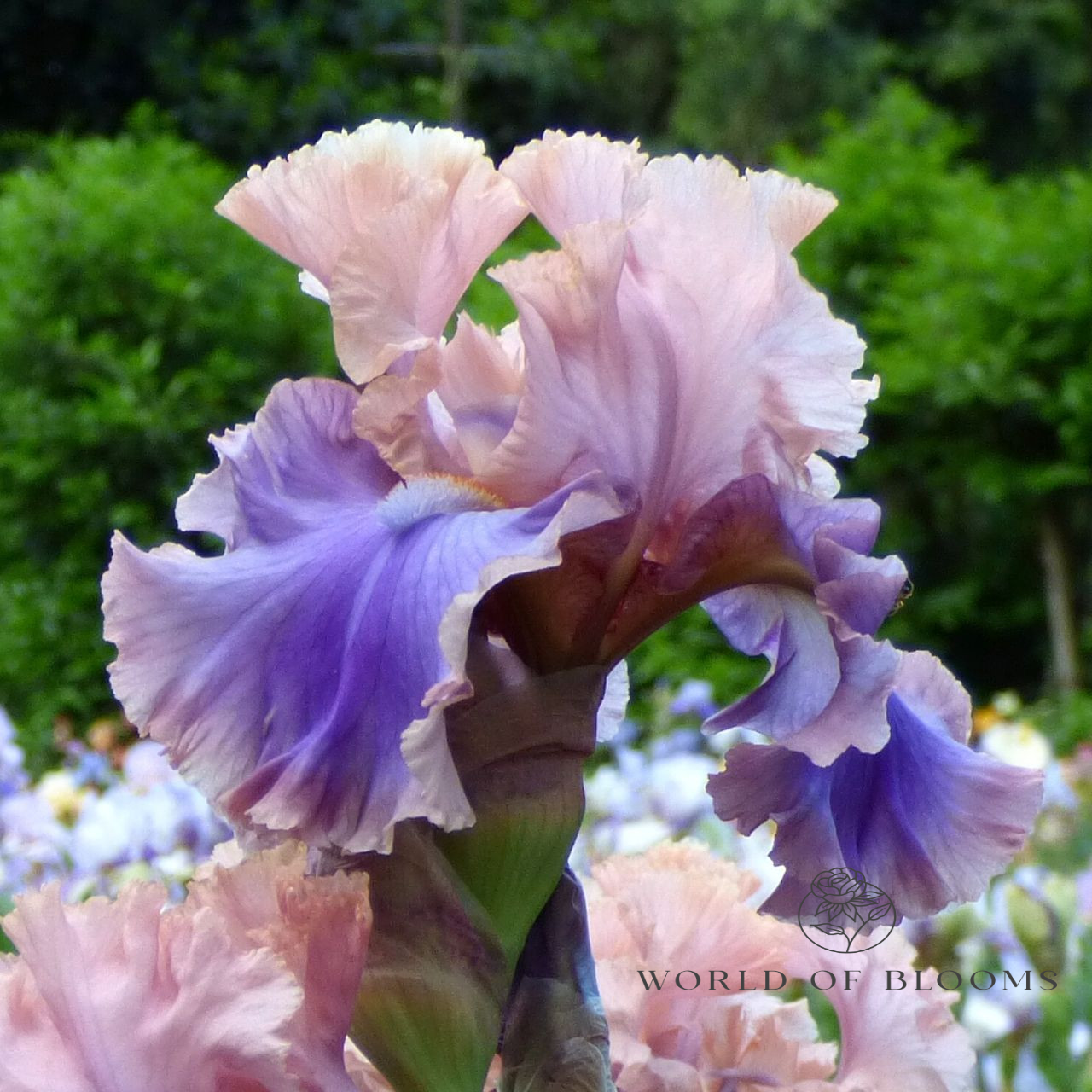 ‘Florentine Silk’ Bearded Iris