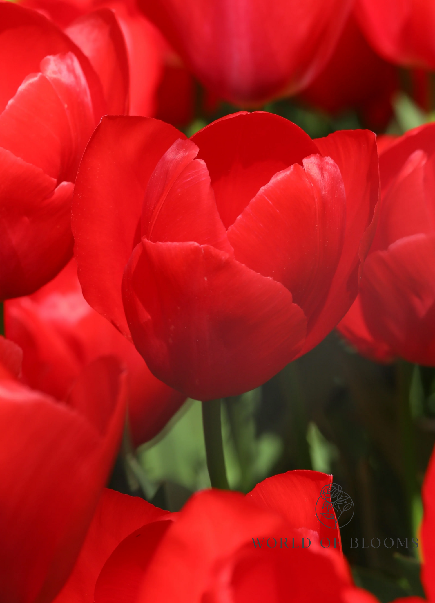 Tulip 'Red Van Eijk' Mix