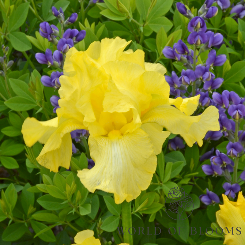 ‘Harvest of Memories’ Bearded Iris