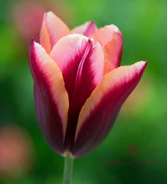 Tulip Triumph 'Slawa'