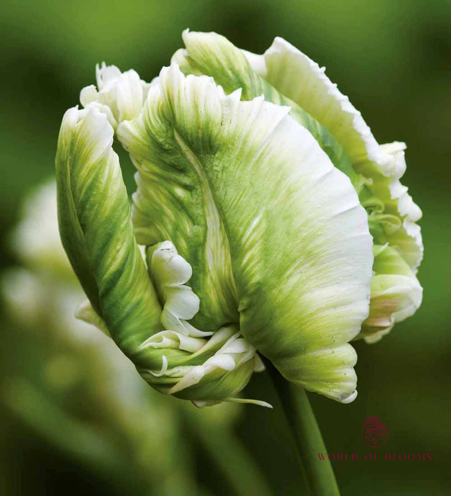 Tulip 'Super Parrot'