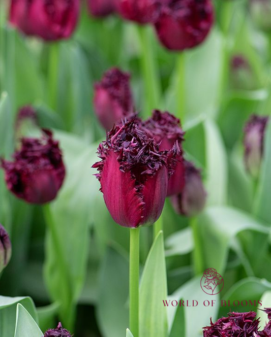 Tulip Fringed 'Labrador'