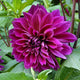 Dahlia 'Thomas Edison'