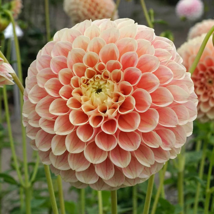 Dahlia Ball 'Sweet Suzanne'