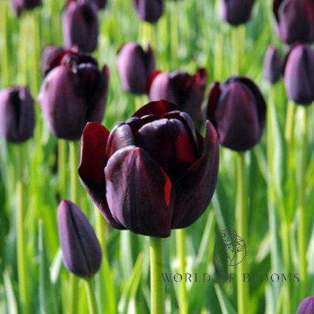 Tulip 'Queen of the Night'