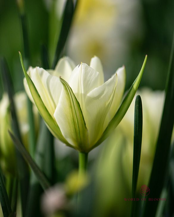 Tulip 'Exotic Emperor'