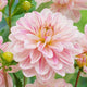 Dahlia Decorative 'Bonesta'