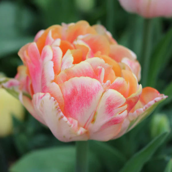 Tulip Double Mid 'Foxy Foxtrot'