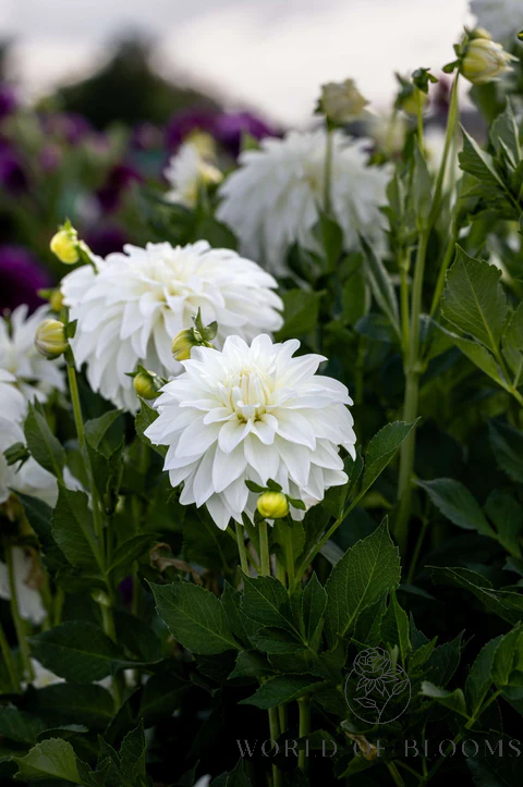 Dahlia Decorative 'Lady Liberty'