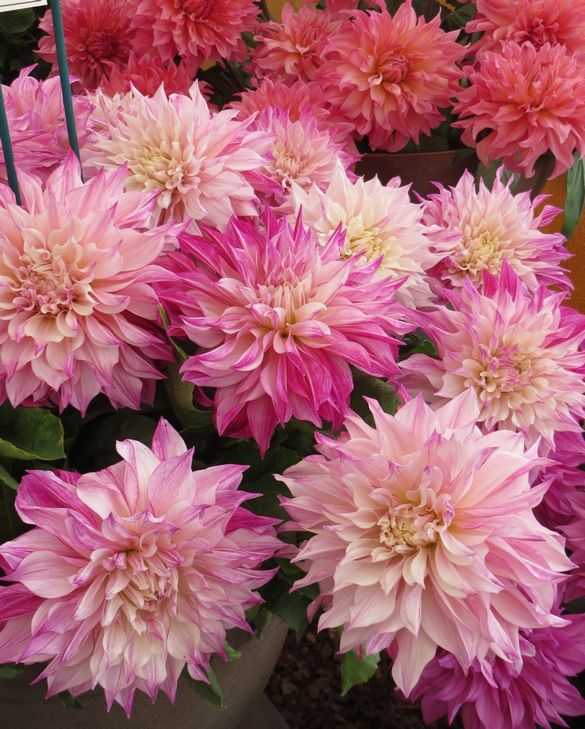 Dahlia Dinnerplate 'Cafe au Lait Royal'