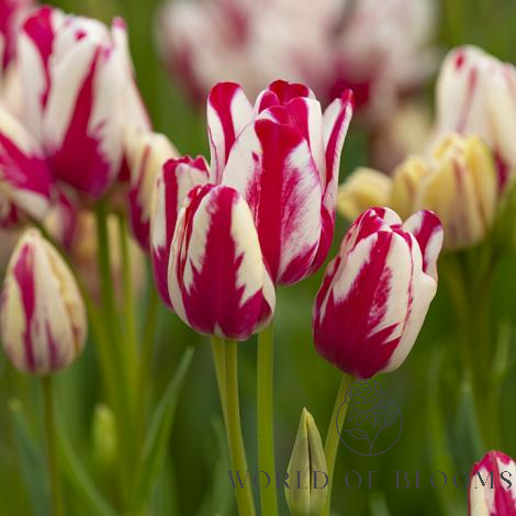 Tulip Bunch Flower 'Flaming Club'