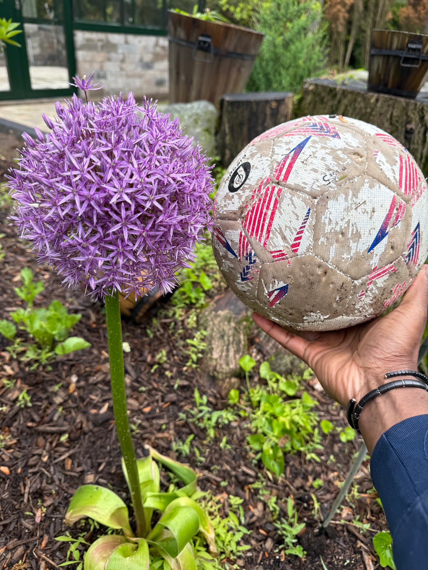 Giant 'Globemaster' Allium