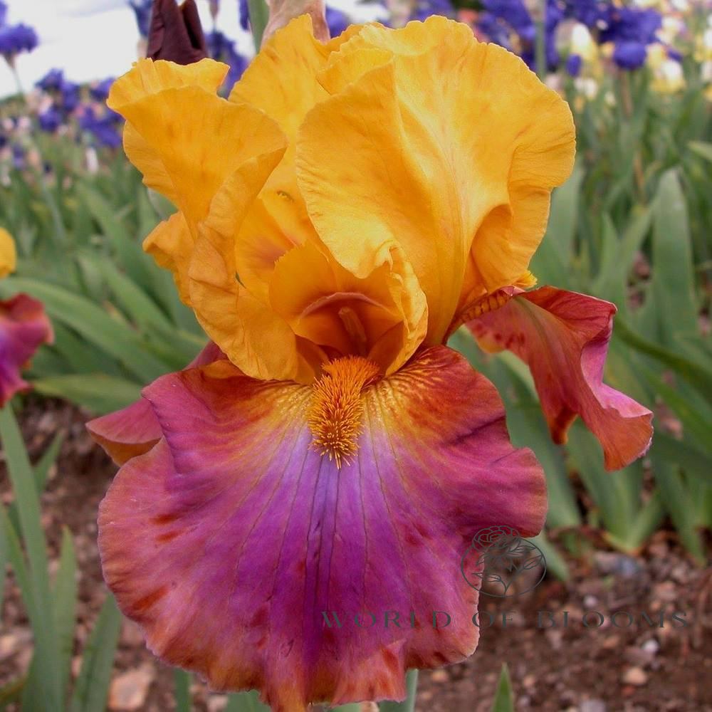 ‘Megabucks’ Bearded Iris