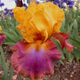 ‘Megabucks’ Bearded Iris