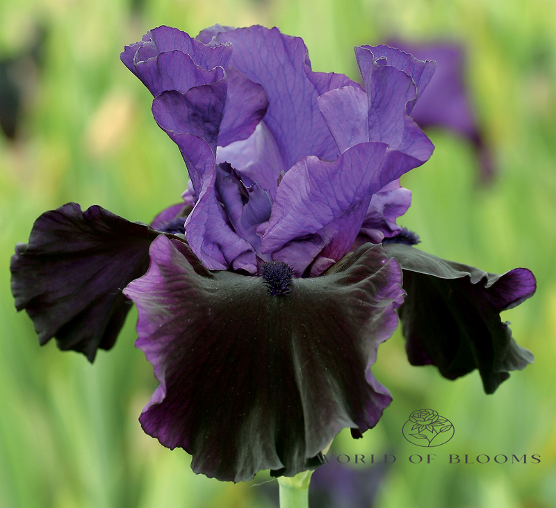 ‘Midnight Treat’ Bearded Iris