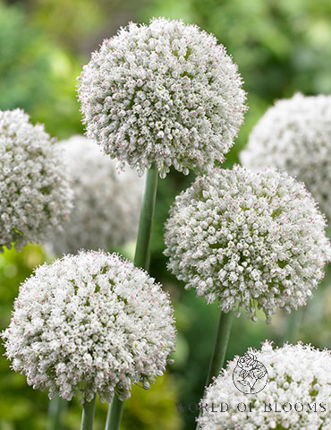 Allium 'Ping Pong' – World of Blooms