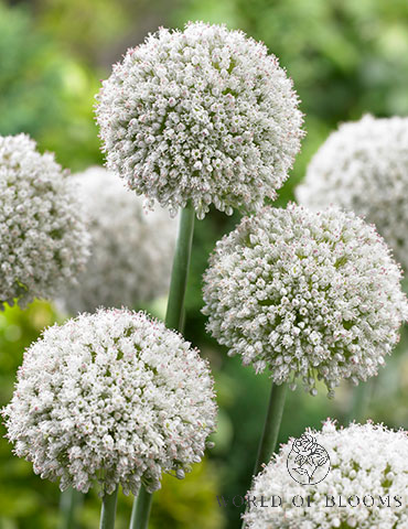 'Ping Pong' Allium