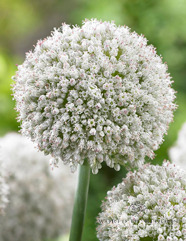 'Ping Pong' Allium