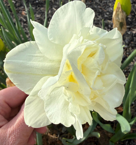 Daffodil Double 'Obdam'