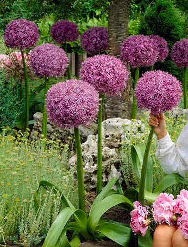 Giant 'Globemaster' Allium