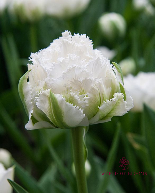 Tulip Fringed Double 'Snow Crystal'