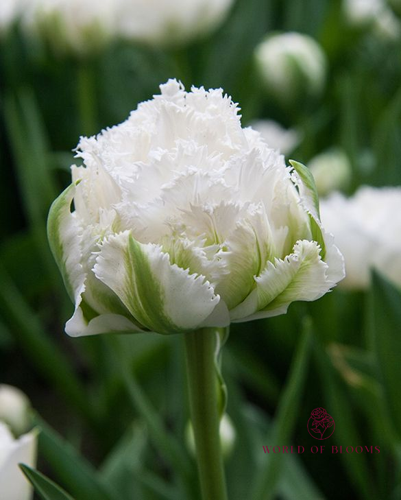 Tulip Fringed Double 'Snow Crystal'