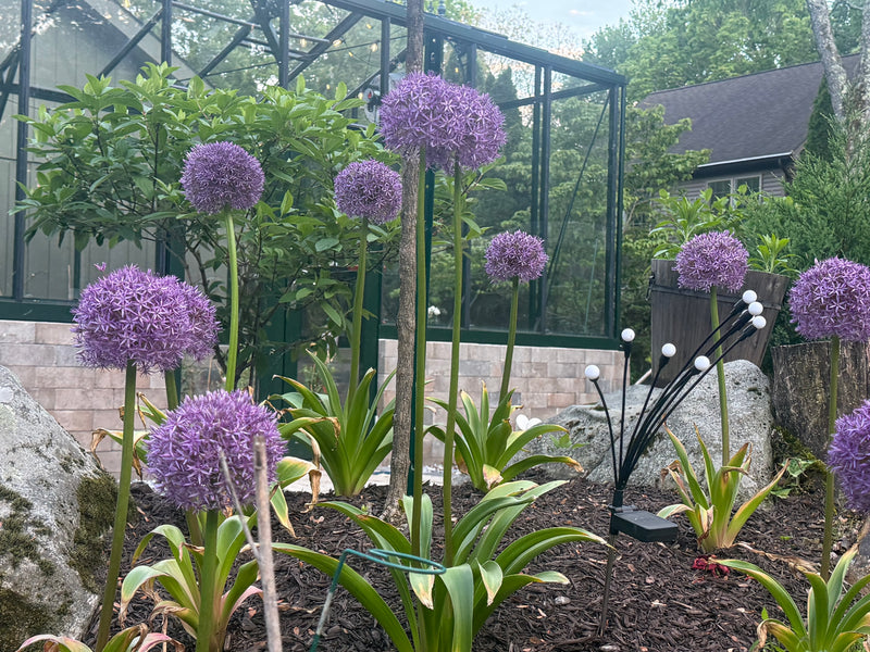 Giant 'Globemaster' Allium
