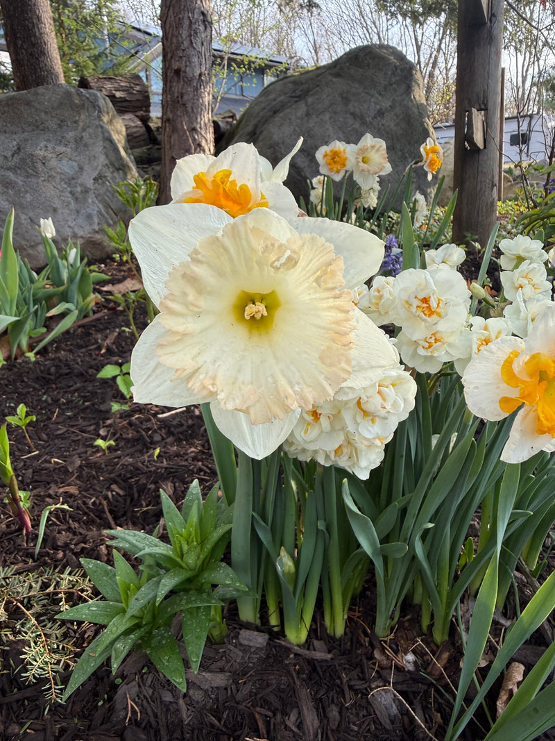 Daffodil Double 'British Gamble'