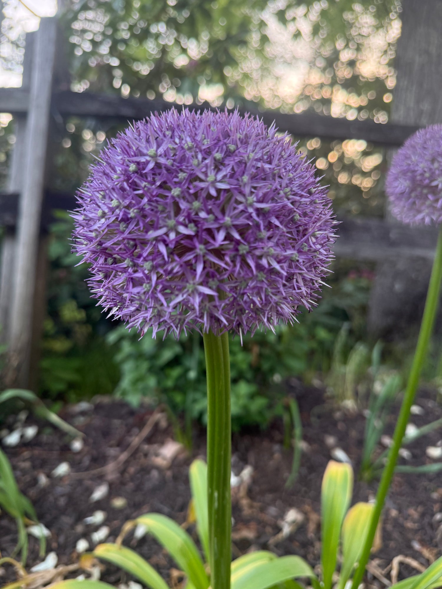 Allium 'Gladiator'