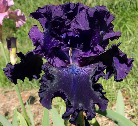 Bearded Iris 'All Night Long'