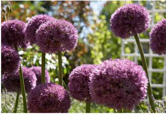 'Pinball Wizard' Allium