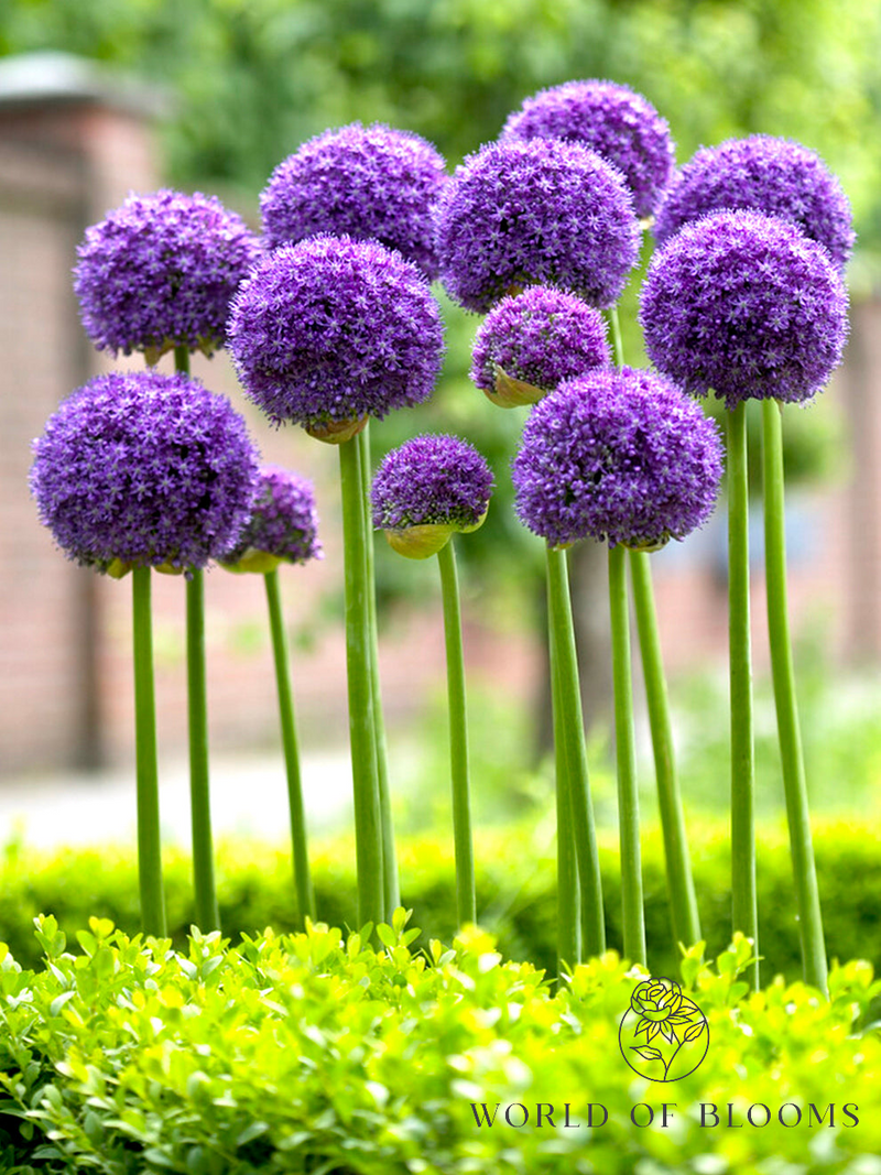 'Gladiator' Allium