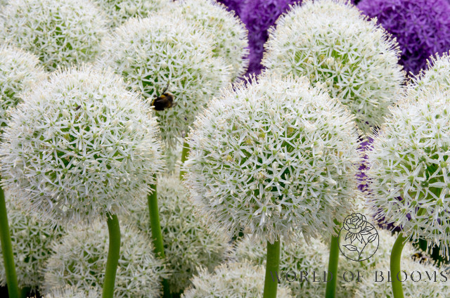 Giant 'Mount Everest' Allium