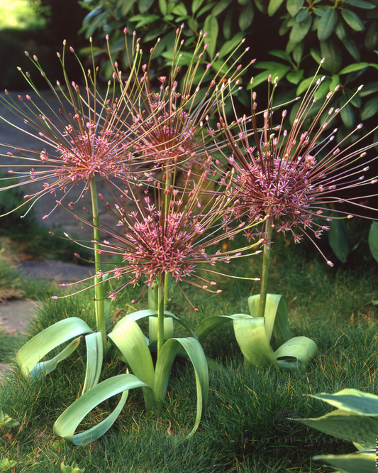 'Schubertii' Allium