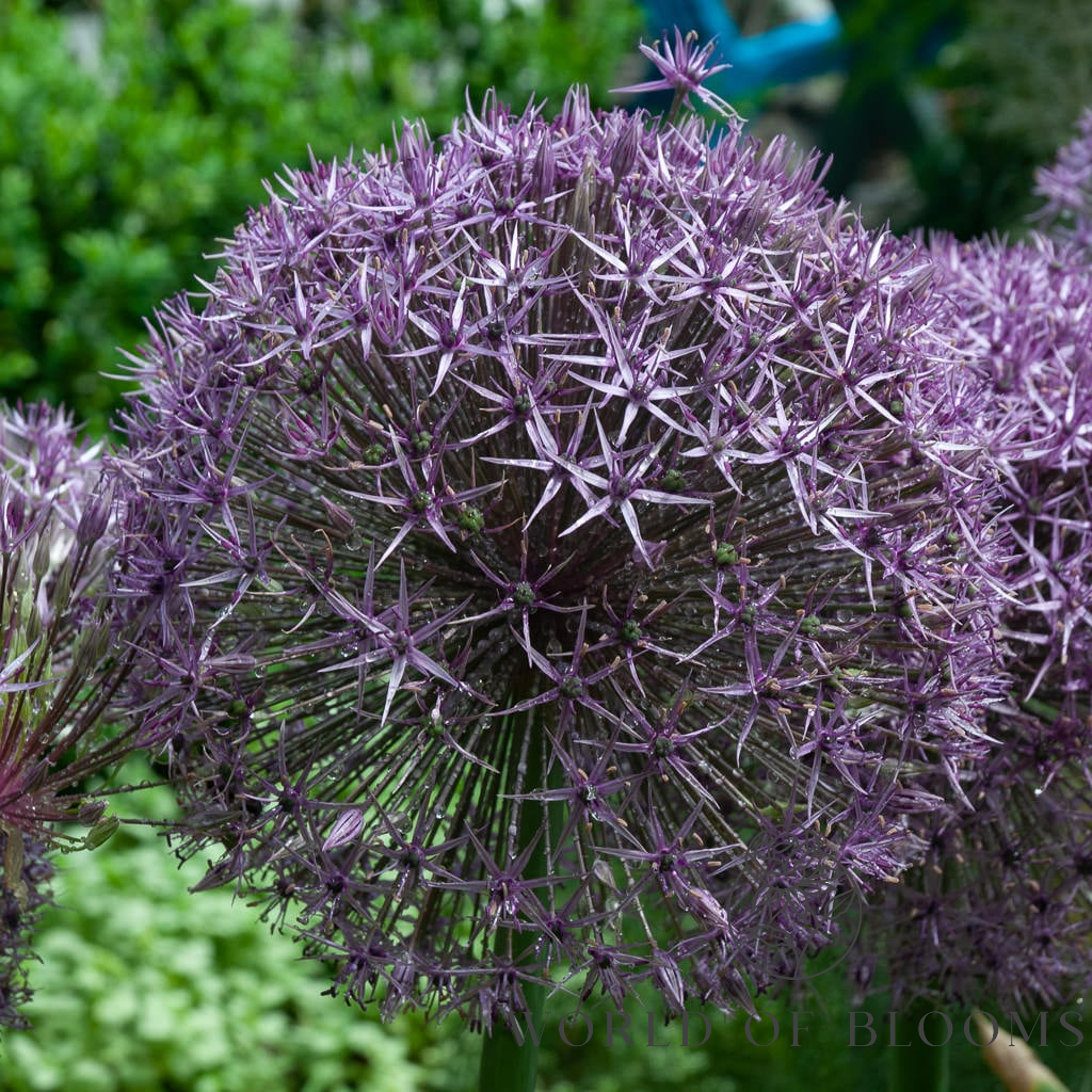 Giant 'Universe' Allium