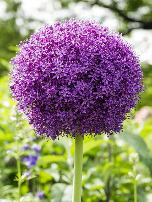 Giant 'Ambassador' Allium