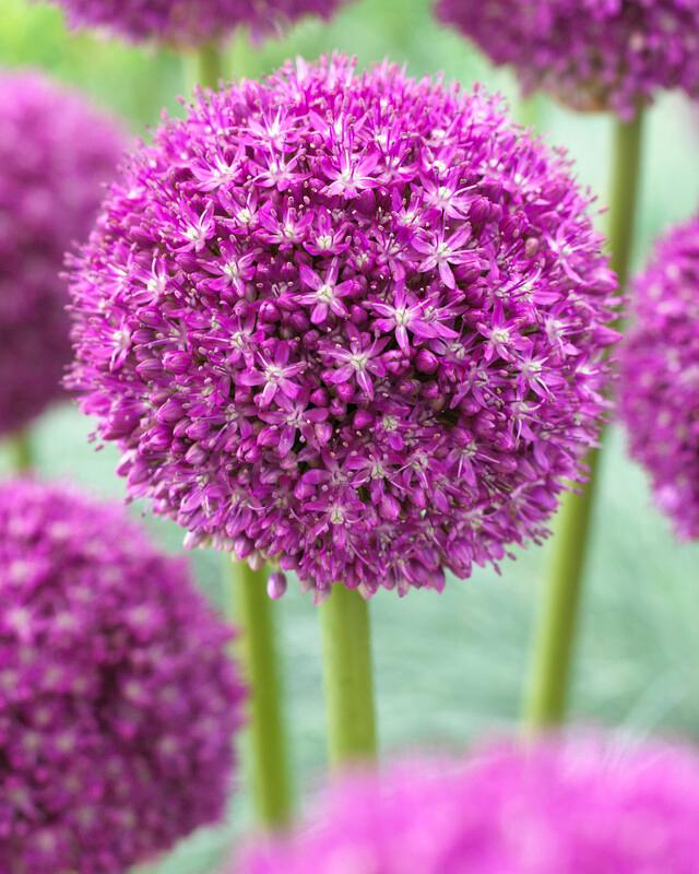 Giant 'Ambassador' Allium