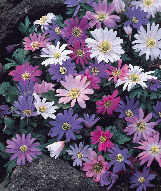 Anemone 'Blanda' Mixture - Pack of 25