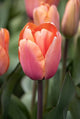 Tulip Darwin Hybrid 'Apricot Impression'